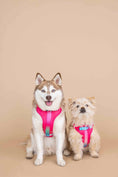 Load image into Gallery viewer, Stasia Dog Harness