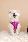 Load image into Gallery viewer, Joana Dog Harness