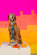 Load image into Gallery viewer, Perry Dog Collar