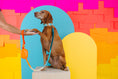 Load image into Gallery viewer, Beau Rope Dog Leash