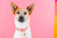 Load image into Gallery viewer, Ella Dog Collar