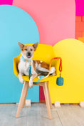Load image into Gallery viewer, Dario Waste Bag Holder & Treat Pouch