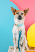 Load image into Gallery viewer, Perry Dog Collar