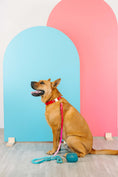 Load image into Gallery viewer, Blaze Dog Collar