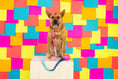 Load image into Gallery viewer, Maddox Rope Dog Leash