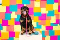 Load image into Gallery viewer, Blaze Dog Collar