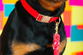 Load image into Gallery viewer, Blaze Dog Collar