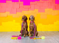 Load image into Gallery viewer, Roxy Rope Dog Leash
