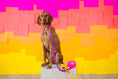 Load image into Gallery viewer, Roxy Rope Dog Leash