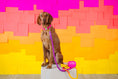 Load image into Gallery viewer, Roxy Rope Dog Leash