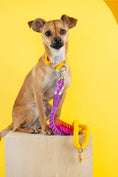Load image into Gallery viewer, Roxy Rope Dog Leash