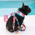 Load image into Gallery viewer, Frenchie Duo Reversible Harness - Paradise