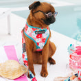 Load image into Gallery viewer, Frenchie Duo Reversible Harness - Paradise