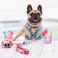 Load image into Gallery viewer, Frenchie Duo Reversible Harness - Paradise