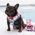 Load image into Gallery viewer, Frenchie Duo Reversible Harness - Paradise