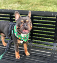 Load image into Gallery viewer, Teacher's Pet Leash Kit - Southlake Paws