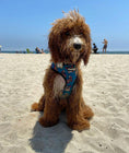 Load image into Gallery viewer, 90s Baby Reversible Harness - Southlake Paws