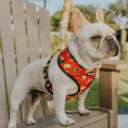 Load image into Gallery viewer, Taco Tuesday Reversible Harness - Southlake Paws