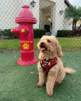 Load image into Gallery viewer, Pawgwarts Everyday Adjustable No-Pull Dog Harness - Southlake Paws