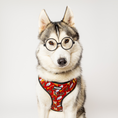 Load image into Gallery viewer, Pawgwarts Everyday Adjustable No-Pull Dog Harness - Southlake Paws