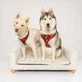 Load image into Gallery viewer, Pawgwarts Everyday Adjustable No-Pull Dog Harness - Southlake Paws
