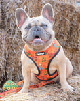 Load image into Gallery viewer, Pupkin Patch Reversible Harness - Southlake Paws