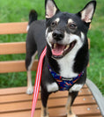 Load image into Gallery viewer, Red, White & Bark Leash Kit - Southlake Paws