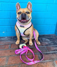 Load image into Gallery viewer, Slumber Pawty Leash Kit - Southlake Paws