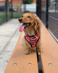 Load image into Gallery viewer, Snack Shack Reversible Harness - Southlake Paws