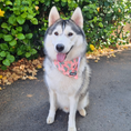 Load image into Gallery viewer, Succa For You Cooling Bandana - Southlake Paws