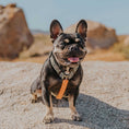 Load image into Gallery viewer, Wild Thing Free-Fit Harness - Southlake Paws