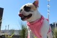 Load image into Gallery viewer, Luxe Harness - Hibiscus - Southlake Paws