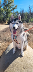 Load image into Gallery viewer, Succa For You X-Fit Harness - Southlake Paws
