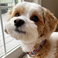 Load image into Gallery viewer, Pawprint Stripe Dog Collar