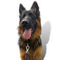 Load image into Gallery viewer, Martingale Dog Collar - Southlake Paws