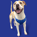 Load image into Gallery viewer, Step In Dog Harness - Southlake Paws