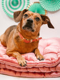 Load image into Gallery viewer, Lola Dog Collar