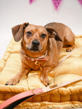 Load image into Gallery viewer, Lola Vegan Leather Dog Leash