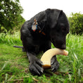 Load image into Gallery viewer, Black dog chewing on a Flufflehorn Dental Antler chew toy in a grassy outdoor setting. Toy is XL, made of indestructible nylo