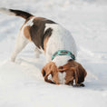 Load image into Gallery viewer, Up Country Pinecones Cast Brass Dog Collar
