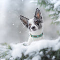 Load image into Gallery viewer, Pinecones Dog Collar