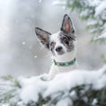 Load image into Gallery viewer, Up Country Pinecones Cast Brass Dog Collar