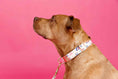 Load image into Gallery viewer, Clarke Dog Collar