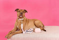 Load image into Gallery viewer, Kylie Waste Bag Holder & Treat Pouch