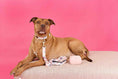 Load image into Gallery viewer, Clarke Dog Leash