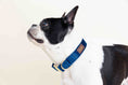 Load image into Gallery viewer, Channing Dog Collar