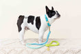 Load image into Gallery viewer, Alexandria Rope Dog Leash