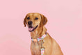 Load image into Gallery viewer, Emery Dog Collar