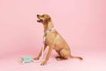 Load image into Gallery viewer, Magnolia Rope Dog Leash