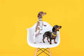 Load image into Gallery viewer, Nova Dog Collar